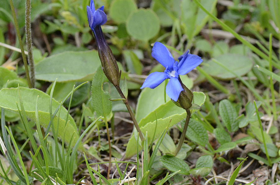 Dal passo Valles, Gentiana cfr. verna
